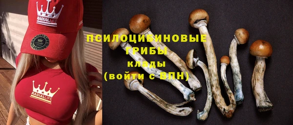 PSILOCYBIN Няндома