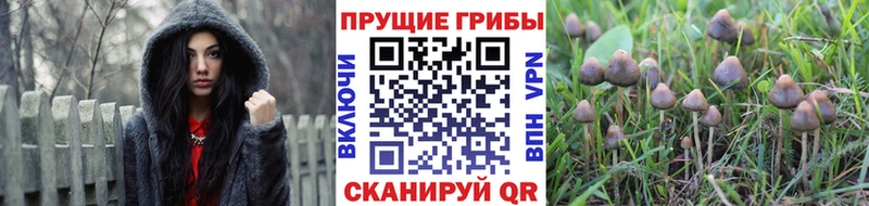 маркетплейс телеграм  Медынь  Галлюциногенные грибы Cubensis 