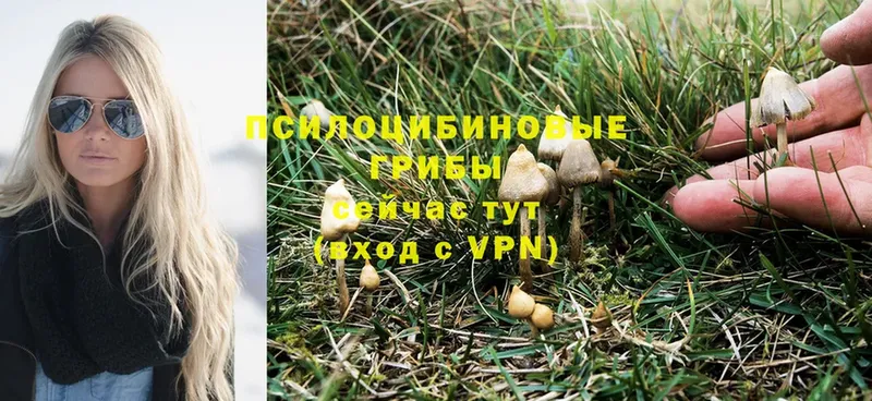 Галлюциногенные грибы Magic Shrooms  Медынь 